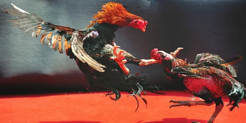 Giới thiệu về trực tiếp đá gà C1 tại GAMVIP